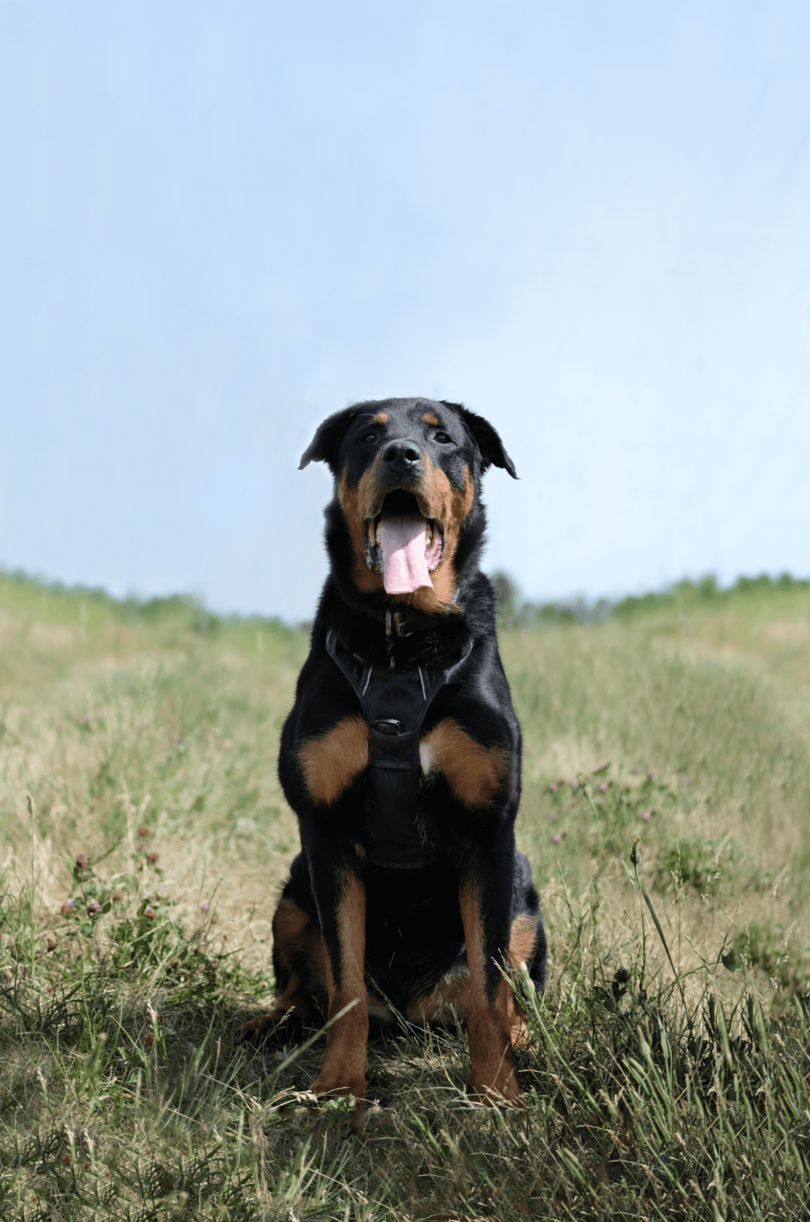 Rotweiller assis dehors