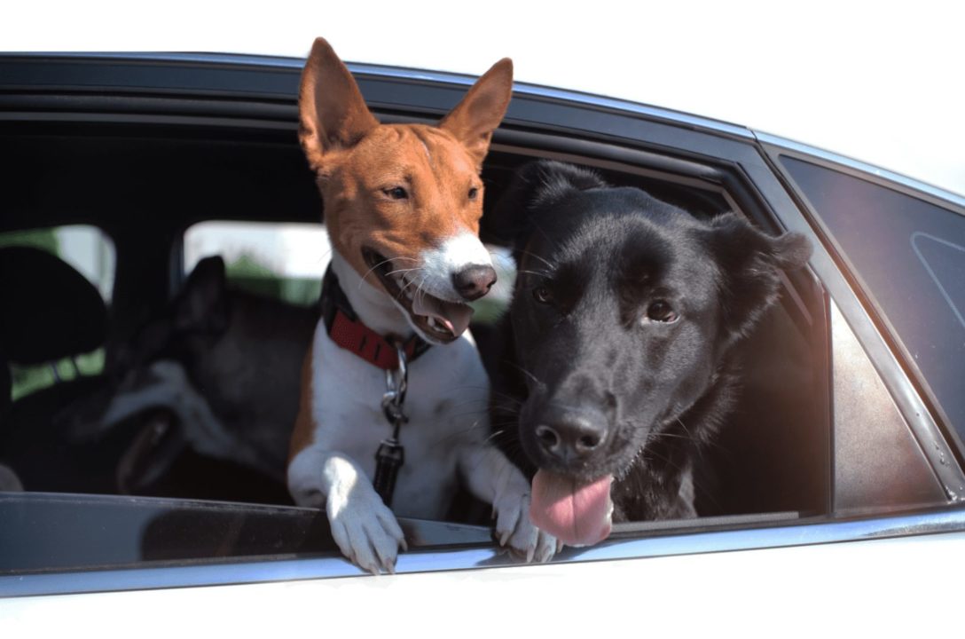 Deux chiens avec la tête sortie d'une voiture