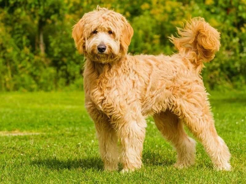 Les gestes de premiers secours pour un chien