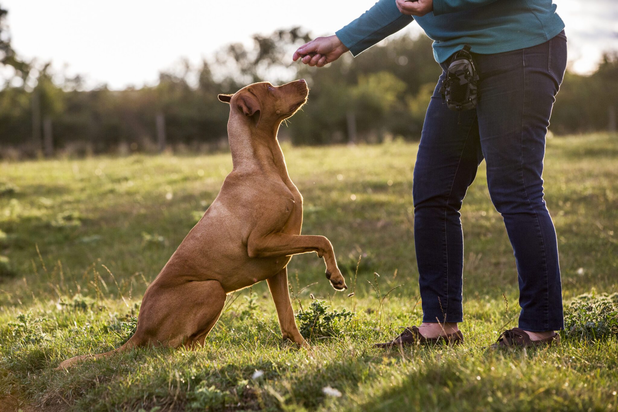 Introduction au chien – L’occulte démystifié